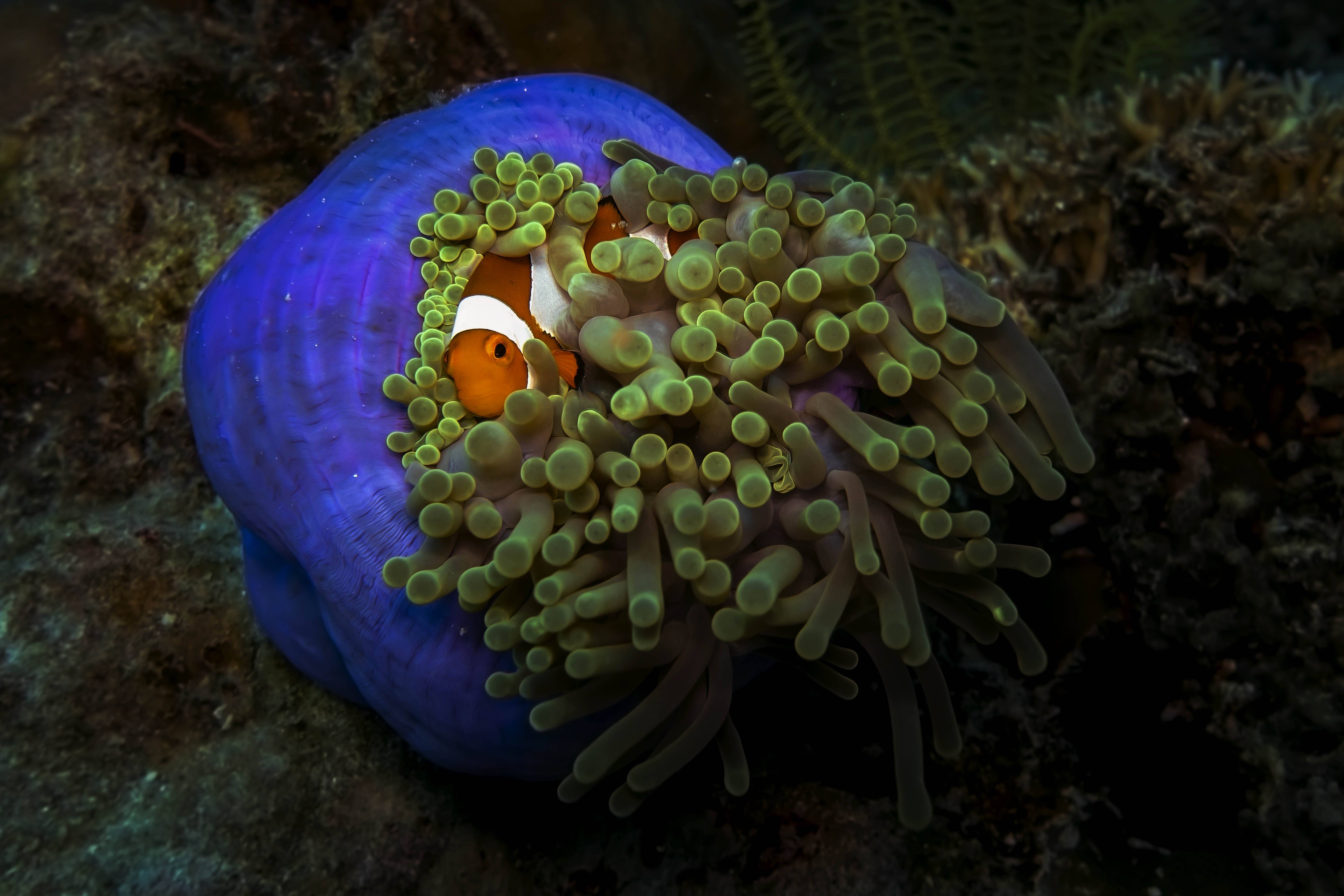 Ikan Badut atau Nemo (c) Saadduddint/Travelingyuk