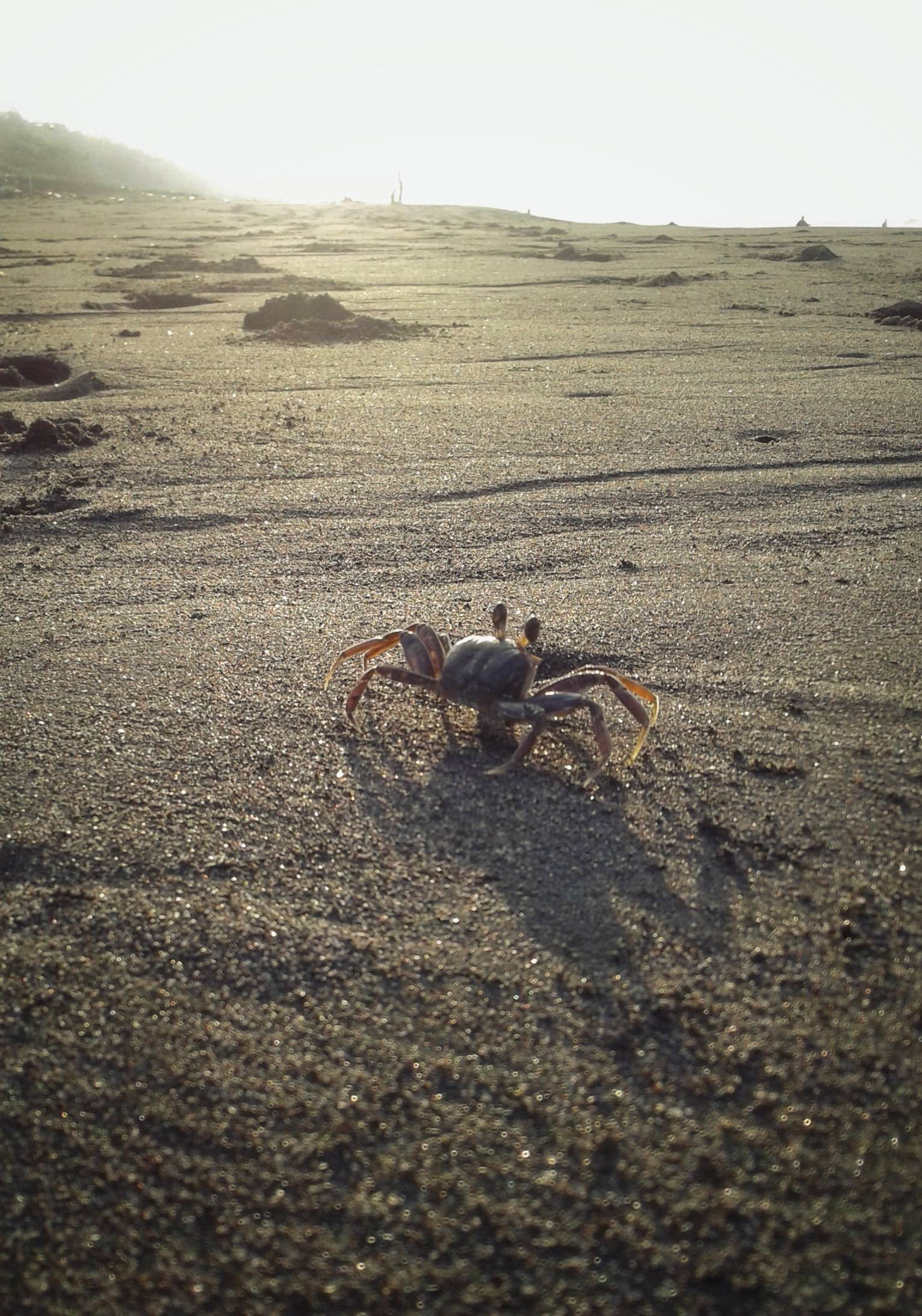 Kepiting Kecil di Pantai (c) Eva Oktafikasari/Travelingyuk