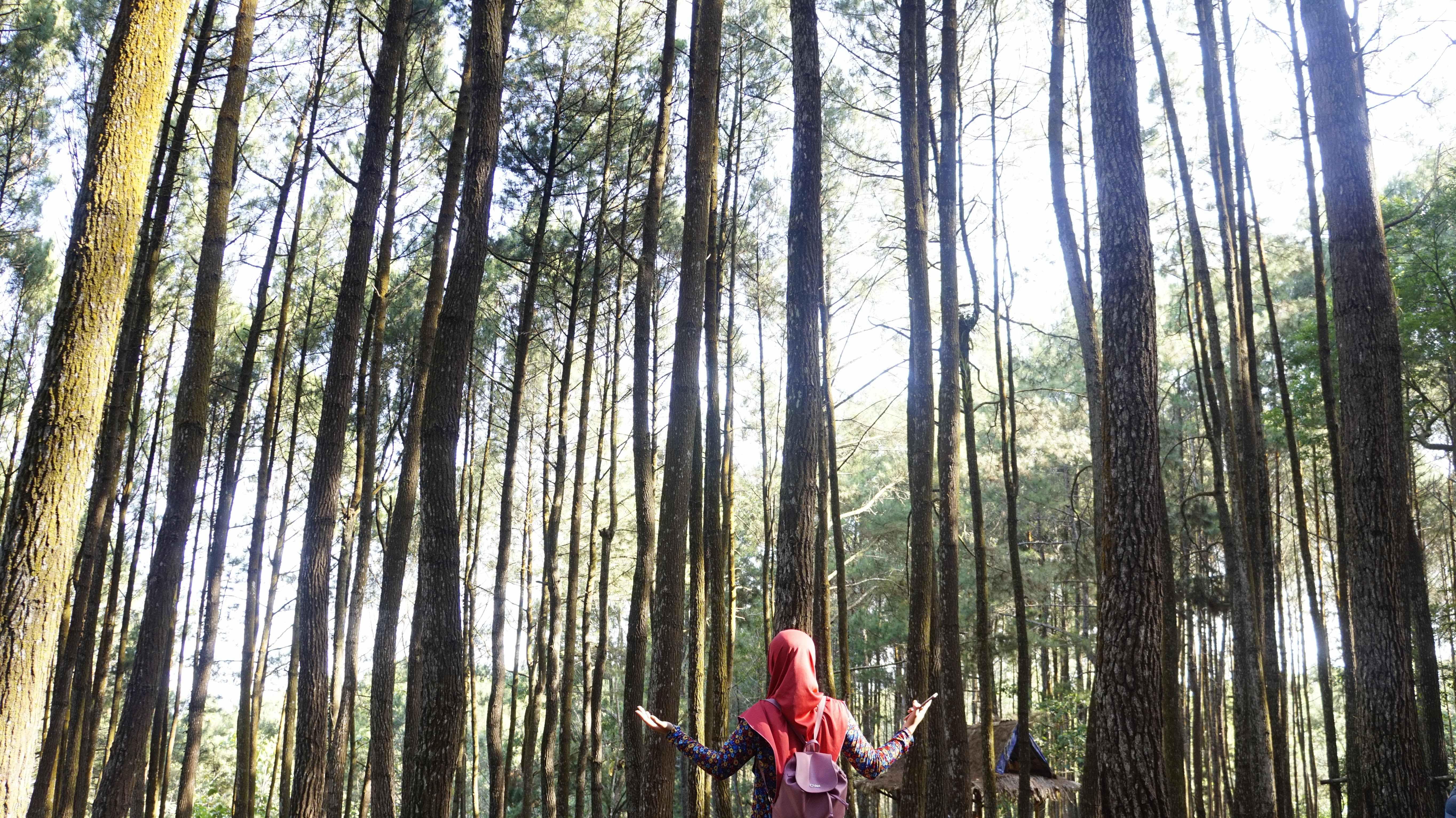Hutan Pinus Mangunan, Yogyakarta (c) Alviani Suwoko/Travelingyuk