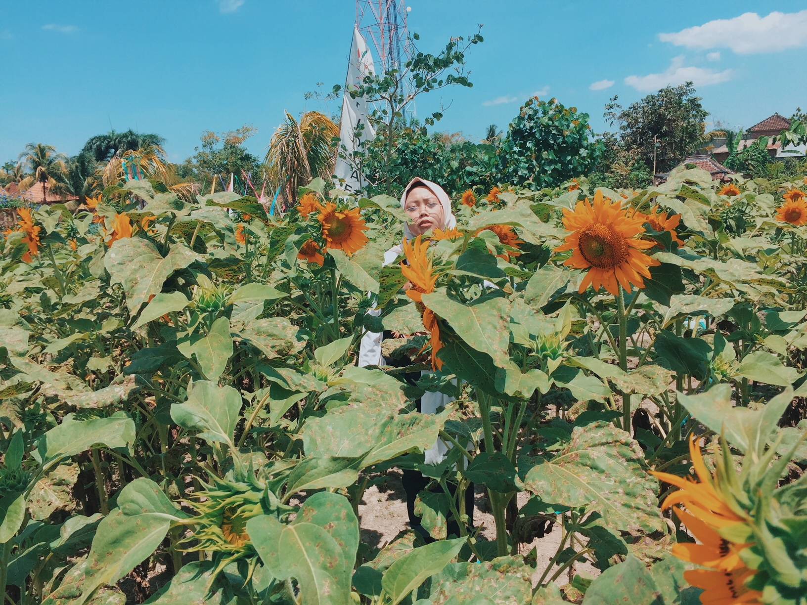 Taman Bunga Matahari (c) Khairunnas Mauliah/Travelingyuk