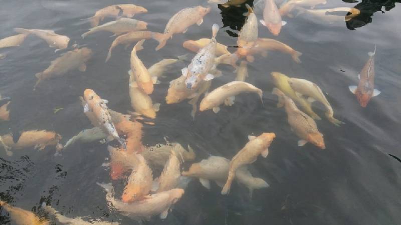 Ikan-ikan di Kolam Tirta Gangga (c) Atmakhati/Travelingyuk
