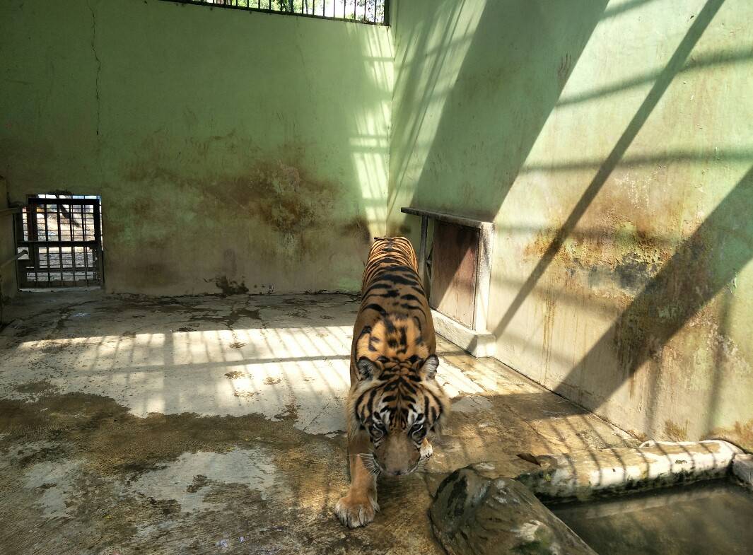 Harimau Sumatera (c) Arfani/Travelingyuk