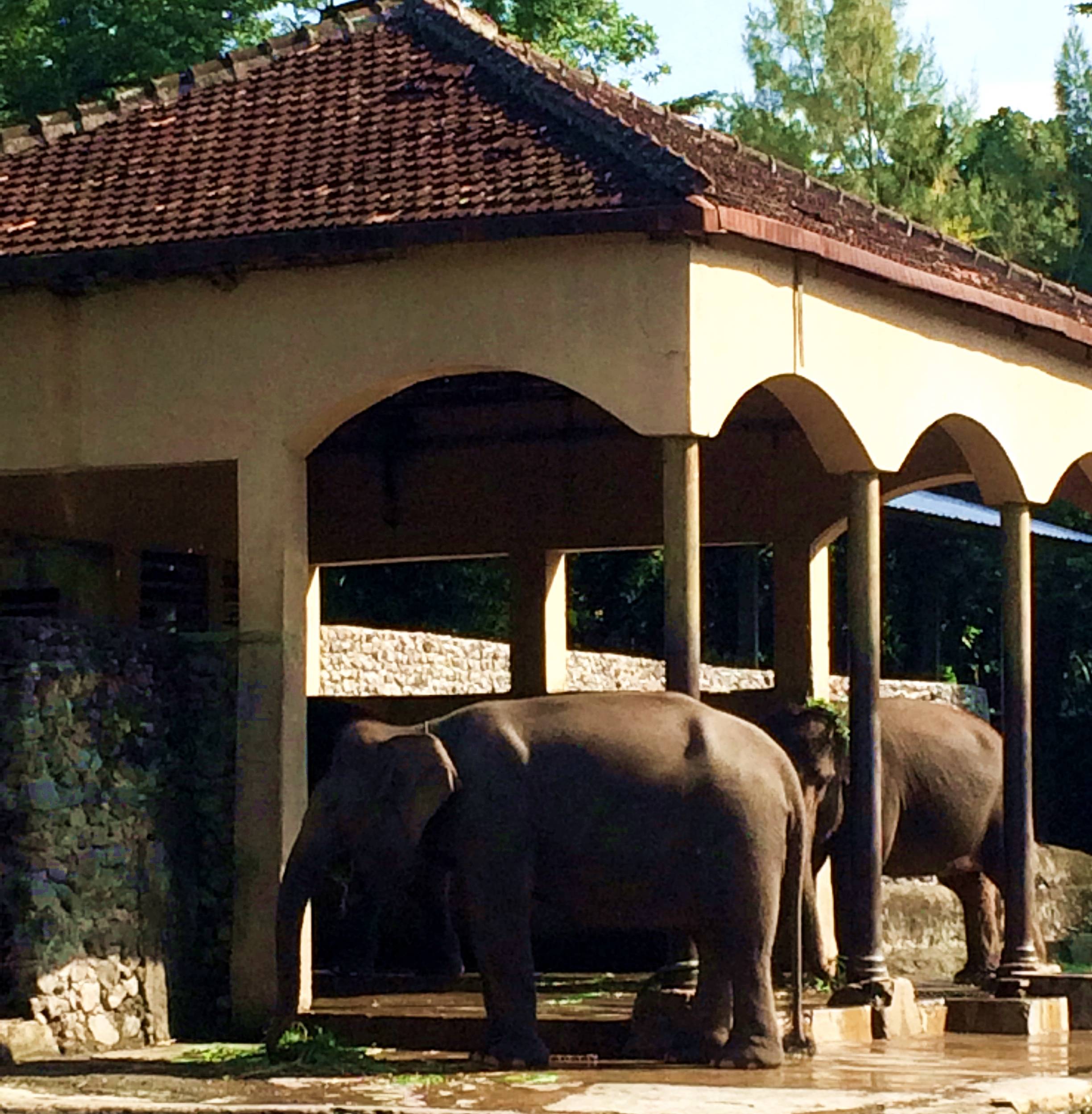 Gajah di Kebun Binatang Gembira Loka (c) Lina Aulani/Travelingyuk