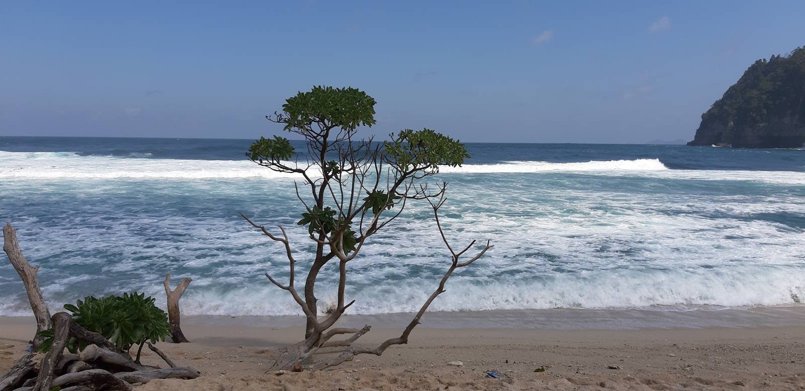 Tumbuhan di Bibir Pantai (c) Mei Indriani/Travelingyuk