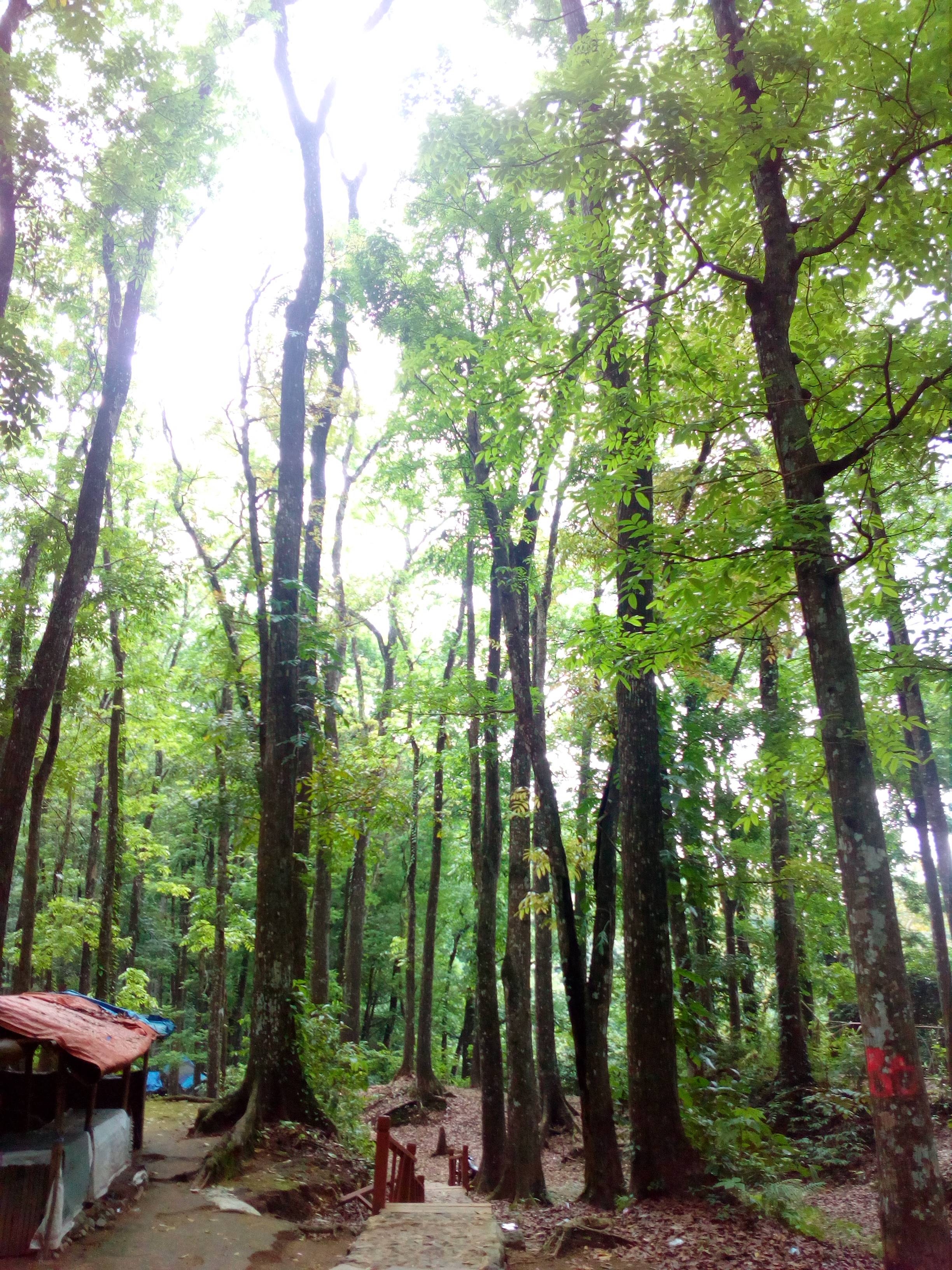 Pepohonan yang Kokoh Berdiri (c) Khairunnas Mauliah/Travelingyuk