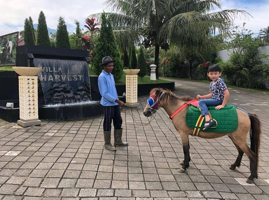 Anak Bisa Menunggangi Kuda Poni via Instagram @grandharvestresort
