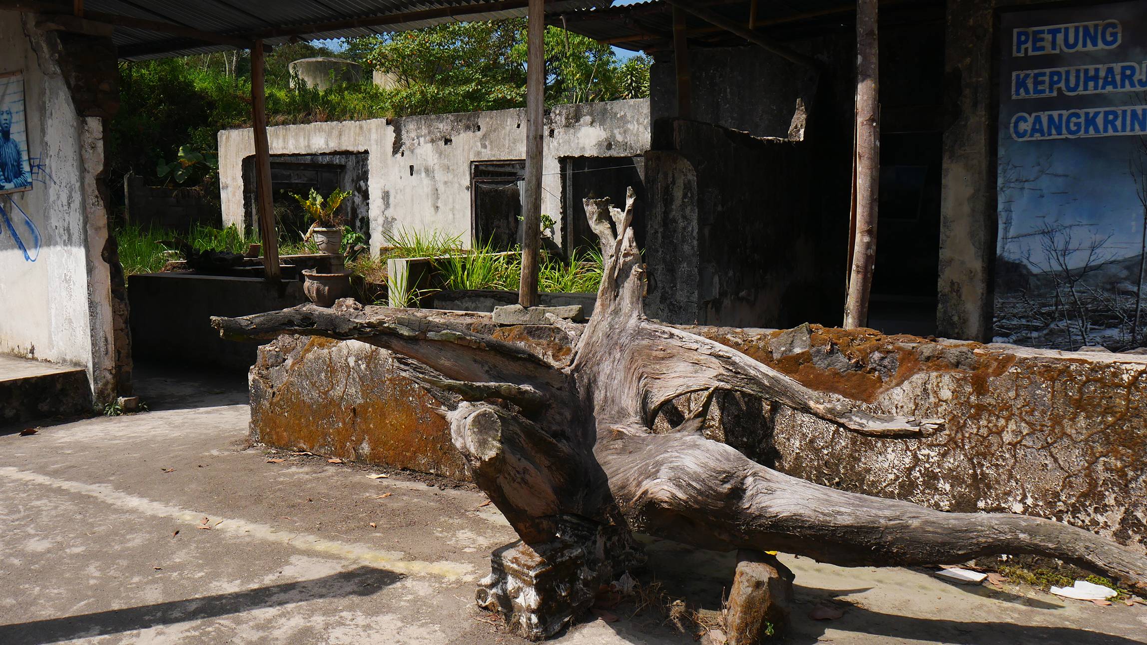 Pohon yang mati di depan rumah Almarhum Mbah Lurah Gunung Merapi Yogyakarta Indonesia © Arakita Rimbayana