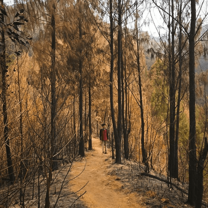 Area Hutan yang Pernah Terbakar (c) Prasetia Bhayu/Travelingyuk
