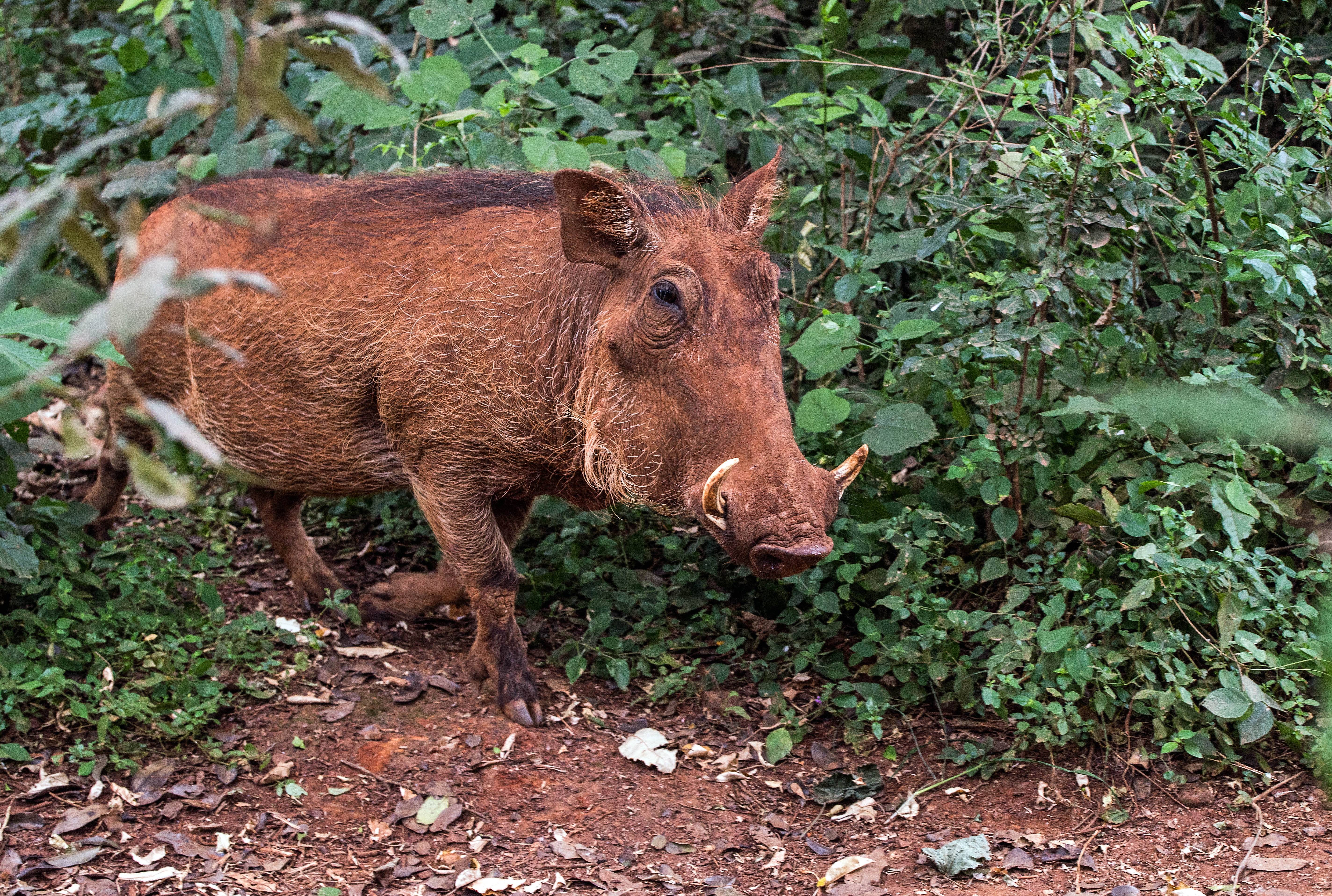 Tips tenda terhindar serangan babi hutan
