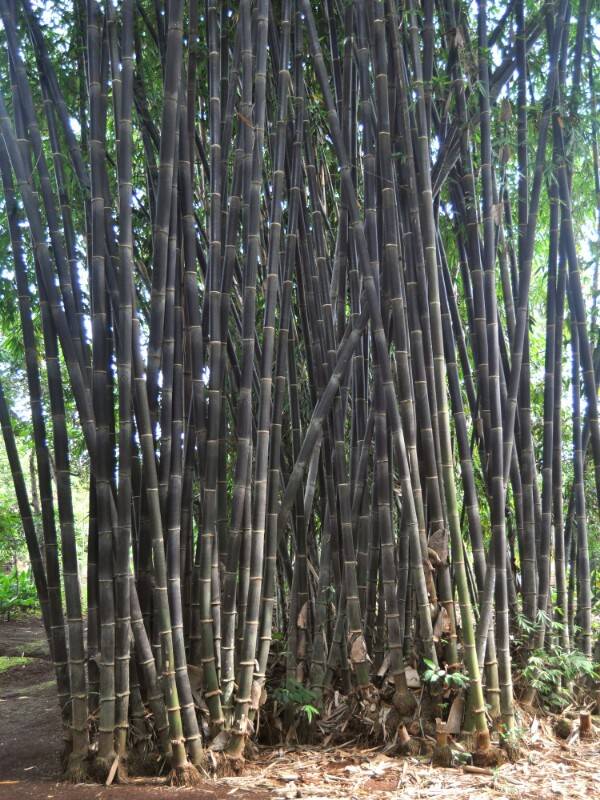 bambu_01_xoK.jpg